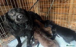 Cocker Spaniel dogs for sale: Cocker spaniel puppies  - Image 9