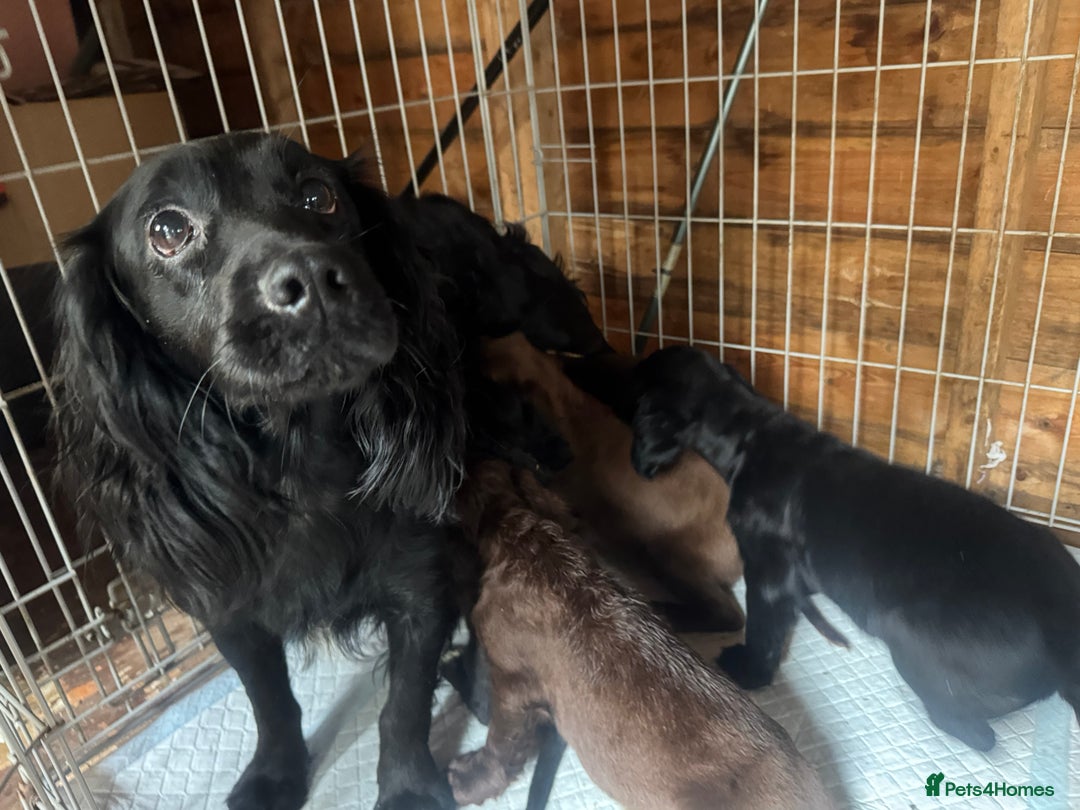 Cocker Spaniel dogs for sale: Cocker spaniel puppies  - Image 9