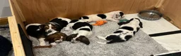 Basset Hound dogs for sale: Lady Penelope's Litter of Basset Hound Puppies - Advert 3