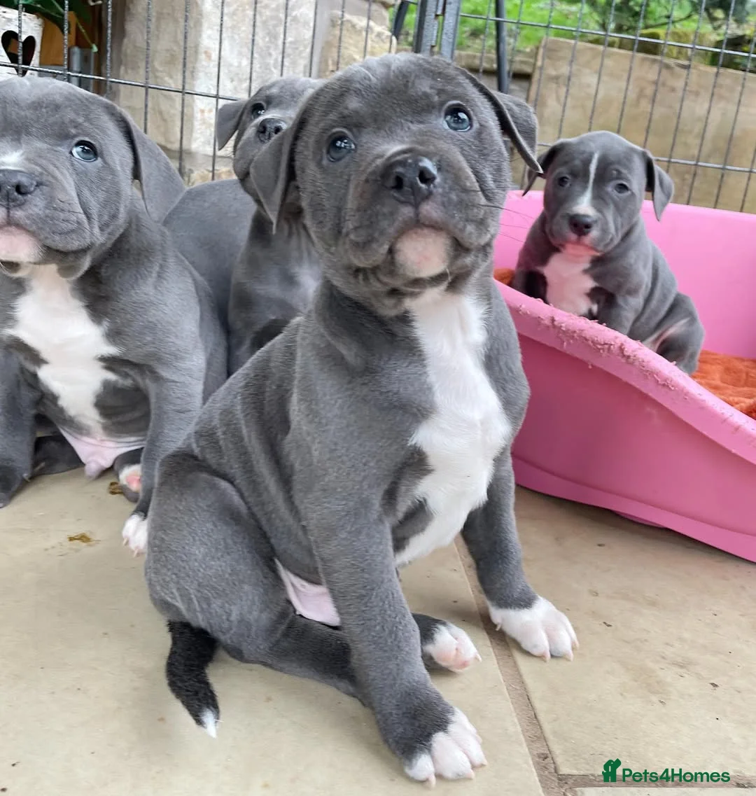 Staffordshire Bull Terrier dogs for sale: KC Staffordshire Bull Terrier Puppies in Ruislip - Advert 2