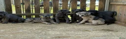 Cane Corso dogs for sale: Cane corso pups ready now - Advert 9