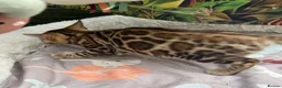Bengal cats for sale: TICA 🐾 Health Tested very friendly female  - Advert 9