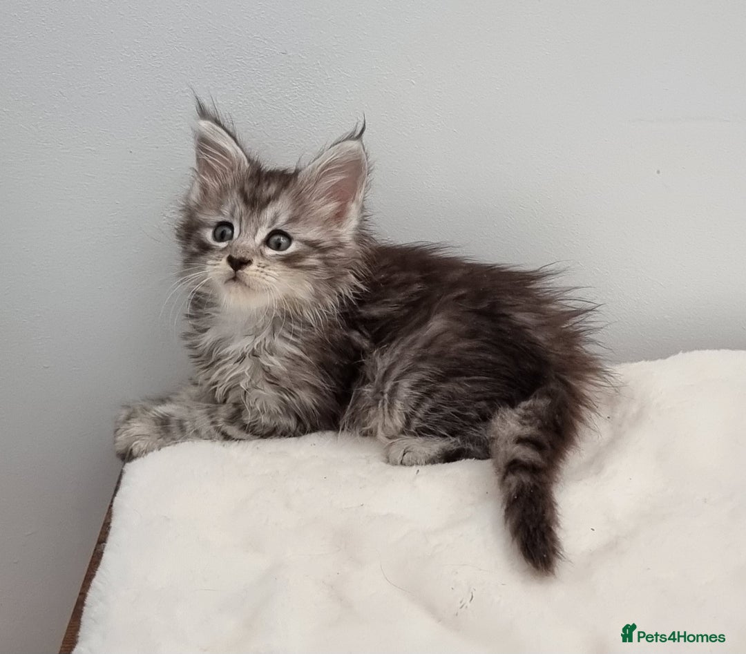 Maine Coon cats for sale: Pedigree Maine Coon Kittens for sale  - Image 21