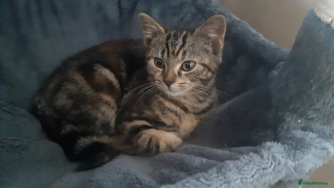 Mixed Breed cats for sale: Mollie  - Image 9