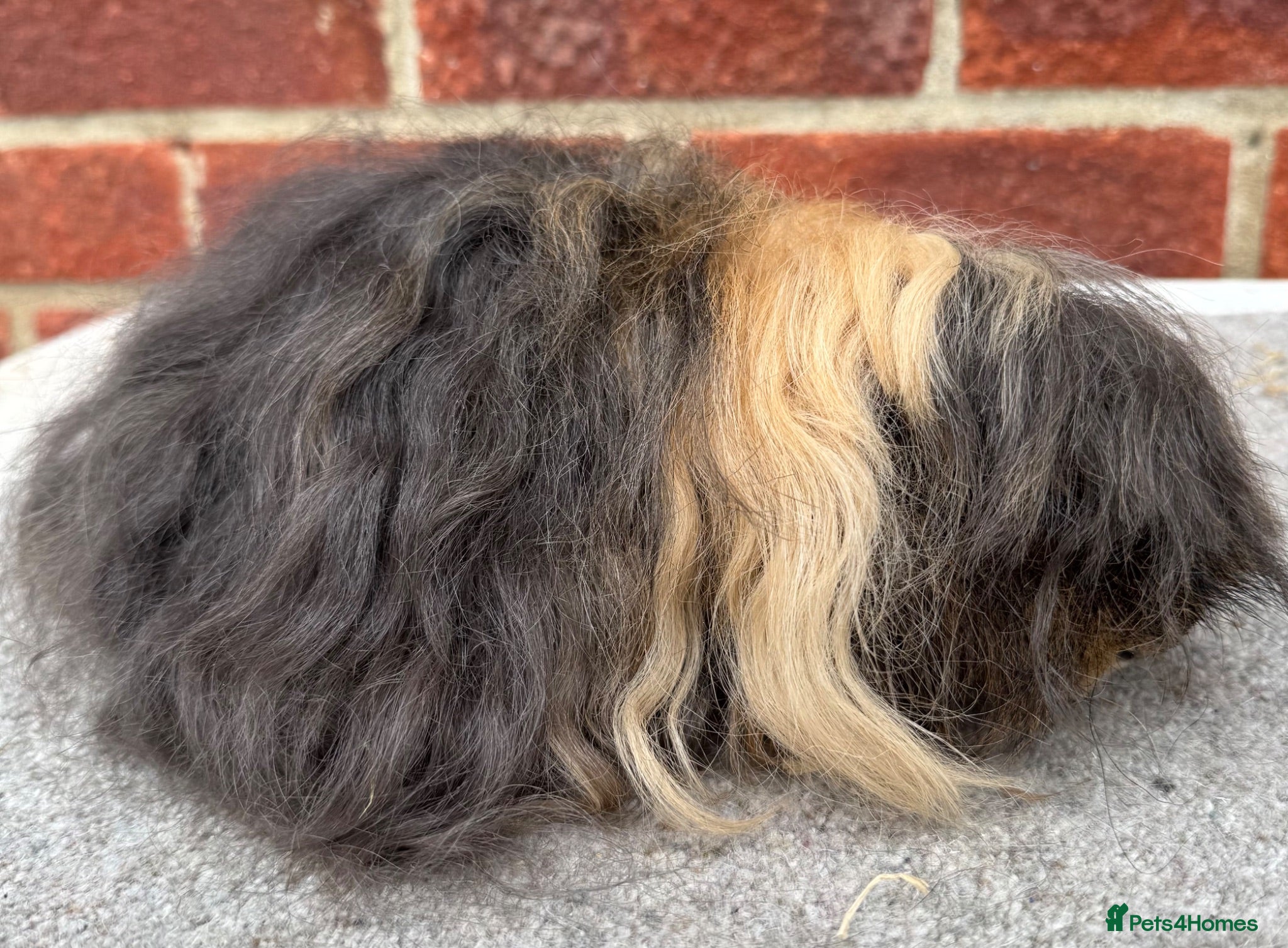 Guinea Pig rodents Guinea pig Alpaca boar 6 mths  - Advert 3