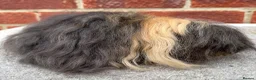 Guinea Pig rodents for sale: Guinea pig Alpaca boar 6 mths  - Advert 1