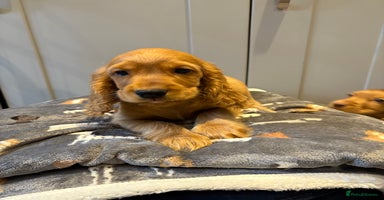 Cocker Spaniel dogs in Doncaster - Advert 7