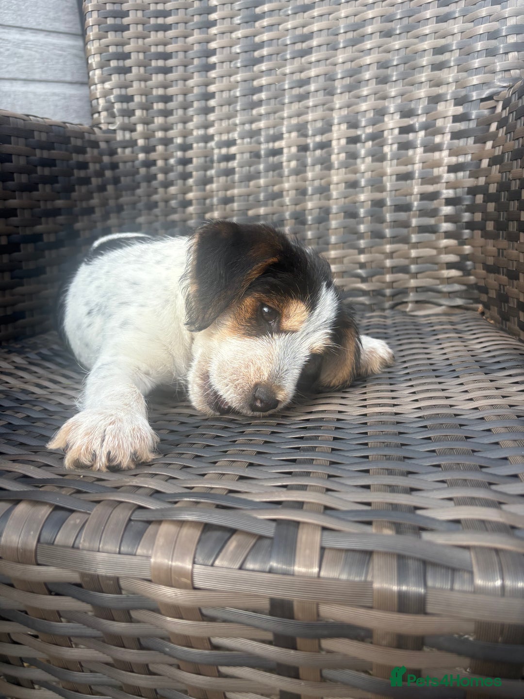 Jack Russell dogs for sale: Jack Russell puppy - Image 4