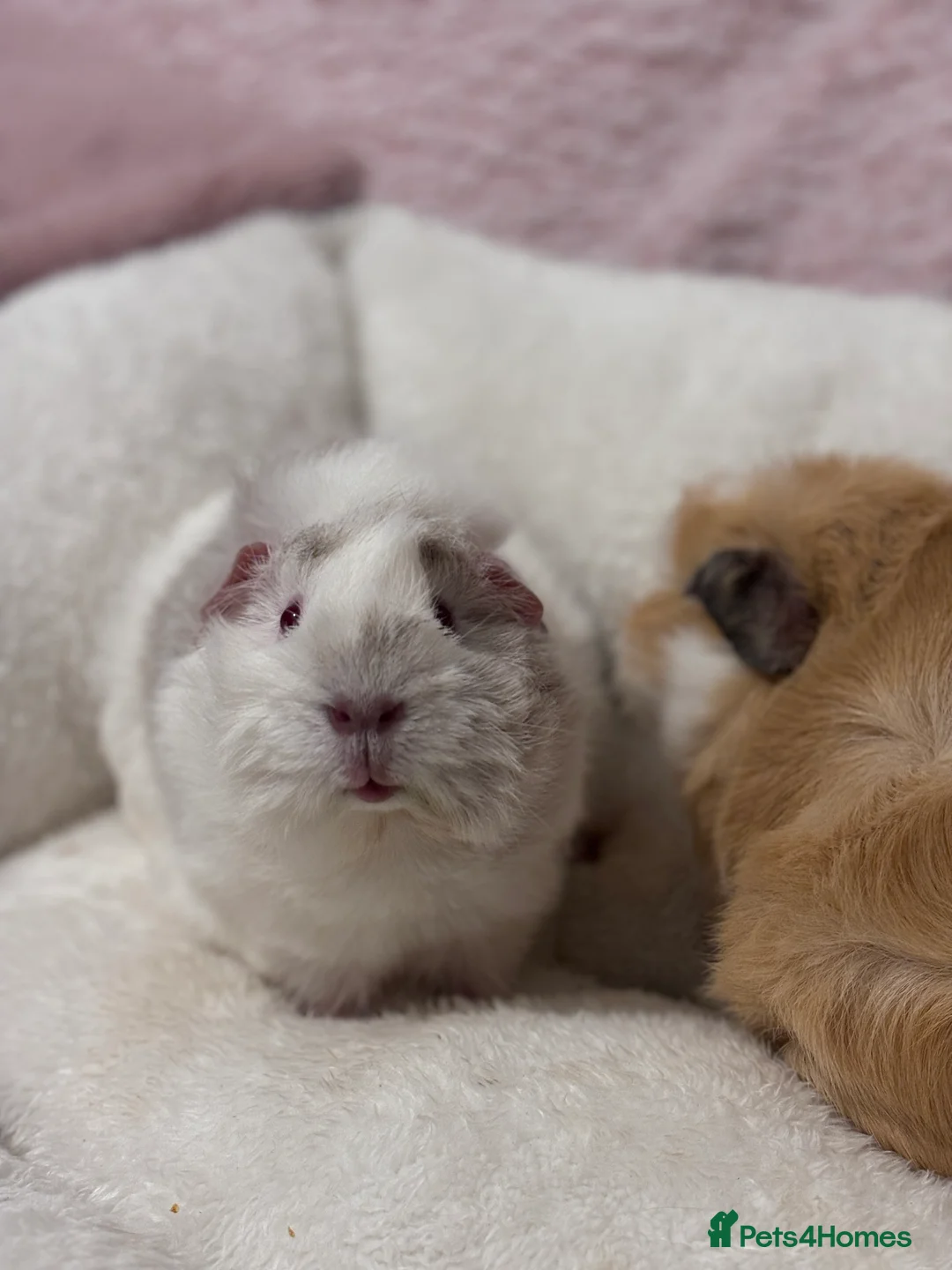 Guinea Pig rodents for sale: Darcy and Daphne - Looking for their forever home - Advert 6