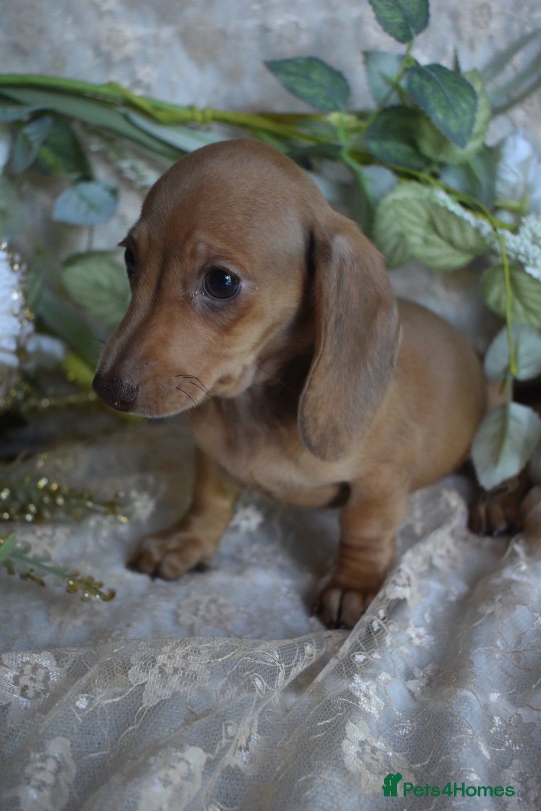 Miniature Dachshund dogs for sale: KC Smooth Coat Miniature Dachshund Puppies - Image 9