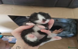 Mixed Breed cats for sale: Female kitten around 18 weeks  - Image 4