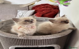 Ragdoll cats for sale: Adorable Ragdoll baby’s  - Image 33