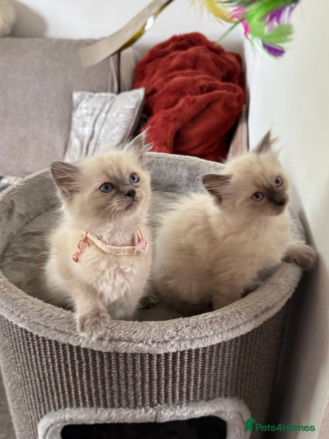 Ragdoll cats for sale: Adorable Ragdoll baby’s  - Image 33