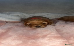 Cavapoo dogs for sale: F1 Cavapoos  - Image 2
