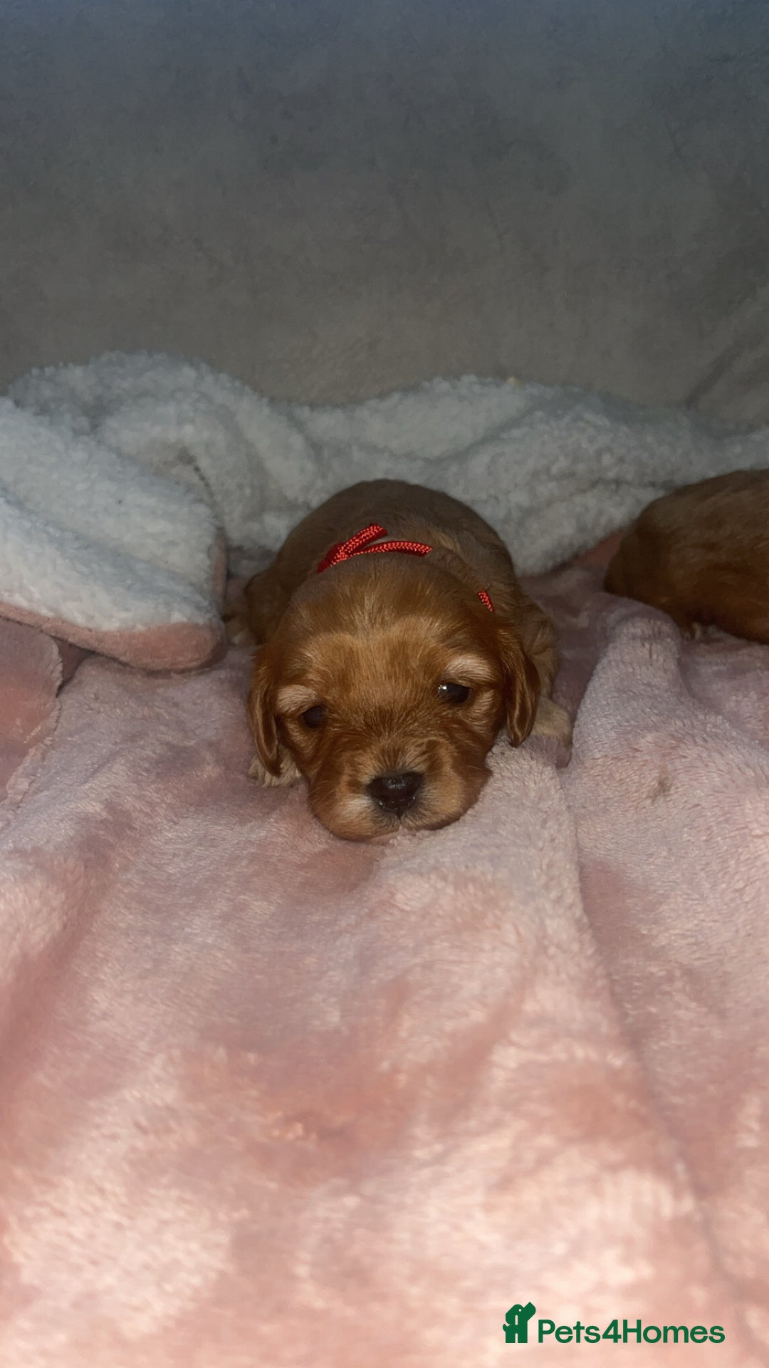 Cavapoo dogs for sale: F1 Cavapoos  - Image 2