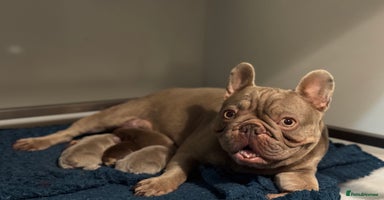 French Bulldog dogs - Advert 1