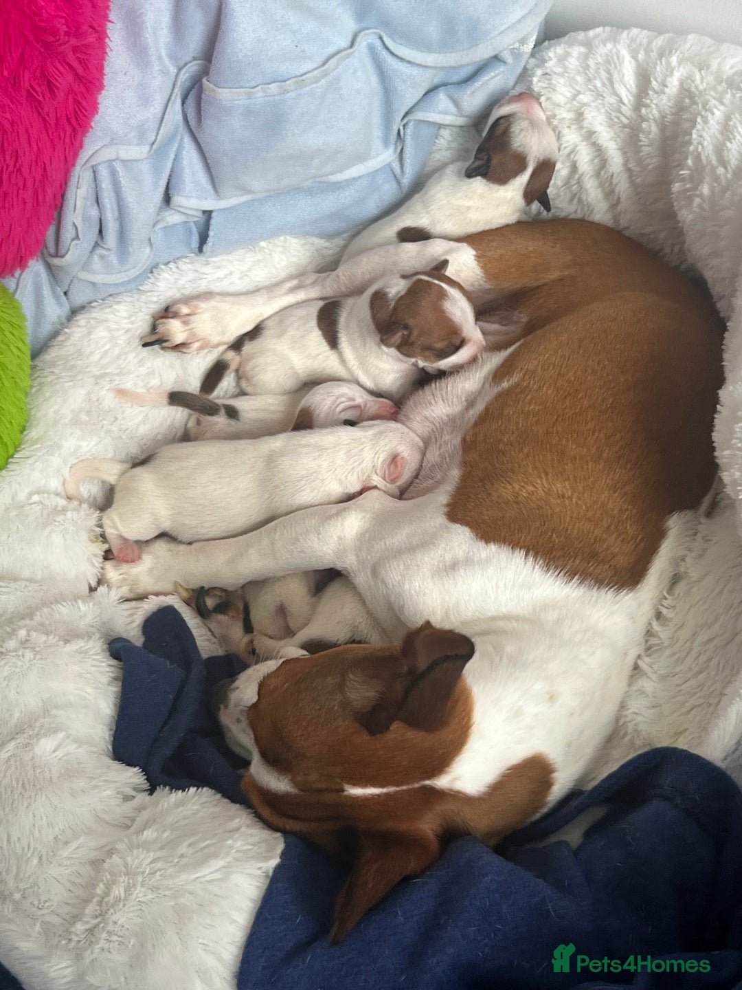 Jack Russell dogs for sale: Stunning Miniature Jack Russell Puppies!!! - Advert 19