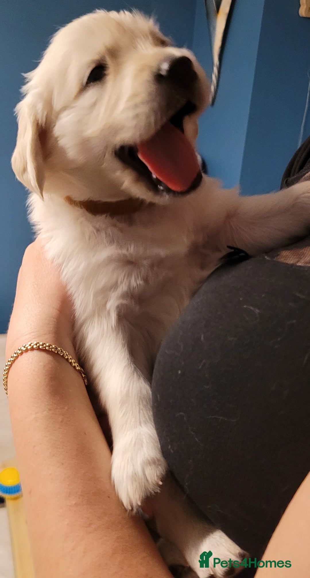 Golden Retriever dogs for sale: Stunning Golden Retriever puppies  - Image 37