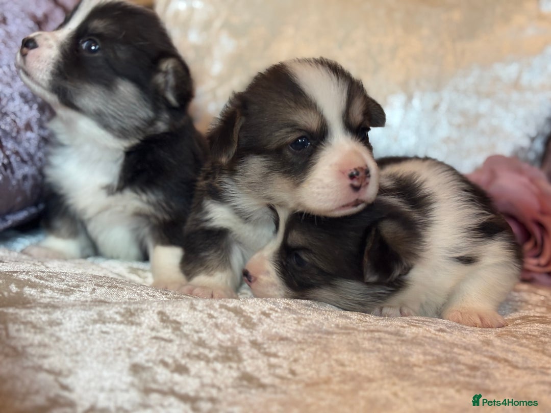 Welsh Corgi Pembroke dogs for sale: Pedigree, health tested parents, licensed breeder - Image 20