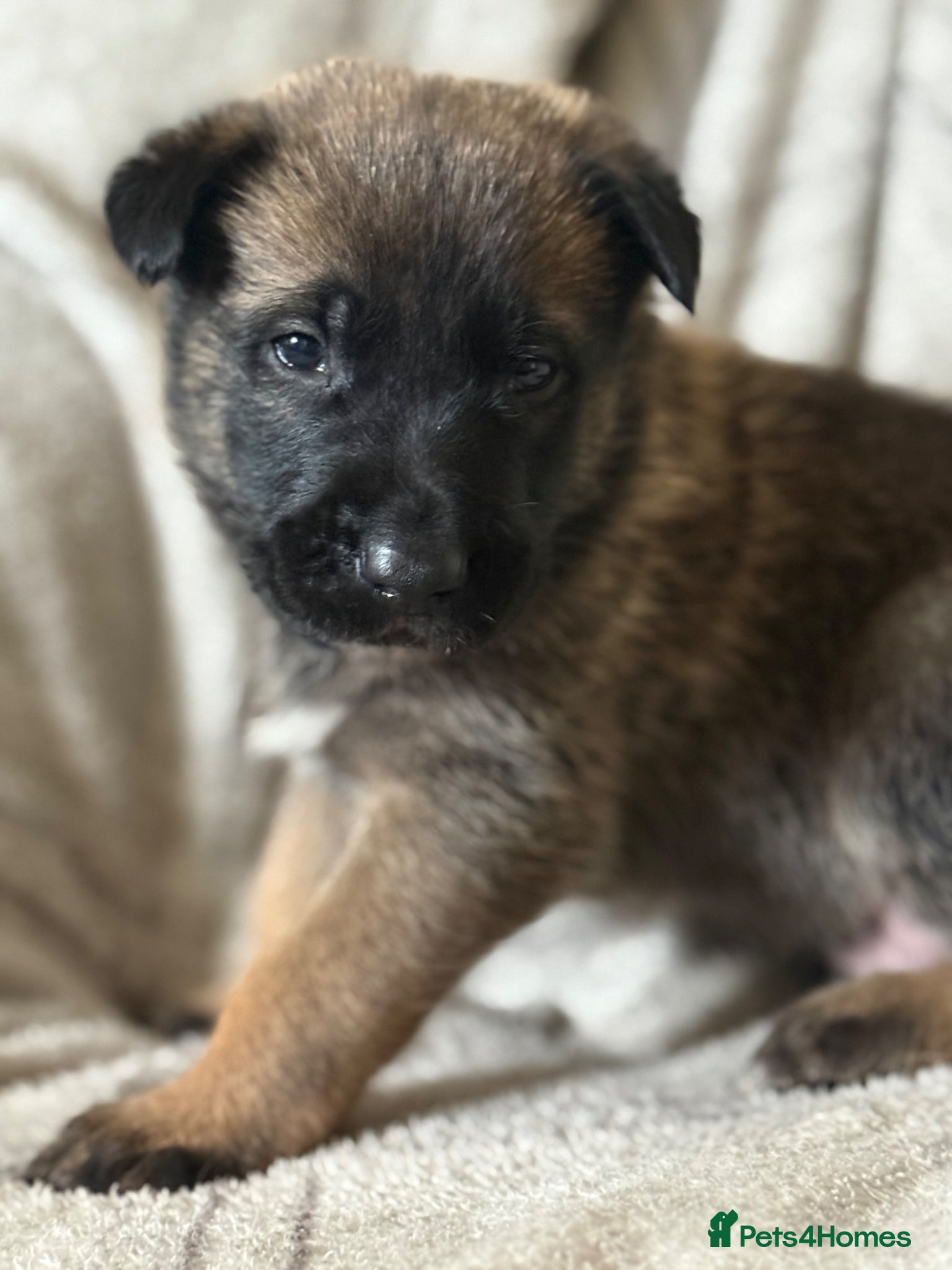 Belgian Shepherd Dog dogs 🔥 BELGIAN MALINIOS PUPPIES FOR SALE 🔥  - Advert 3