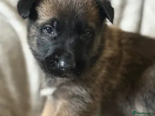 Belgian Shepherd Dog dogs 🔥 BELGIAN MALINIOS PUPPIES FOR SALE 🔥 - Advert 3