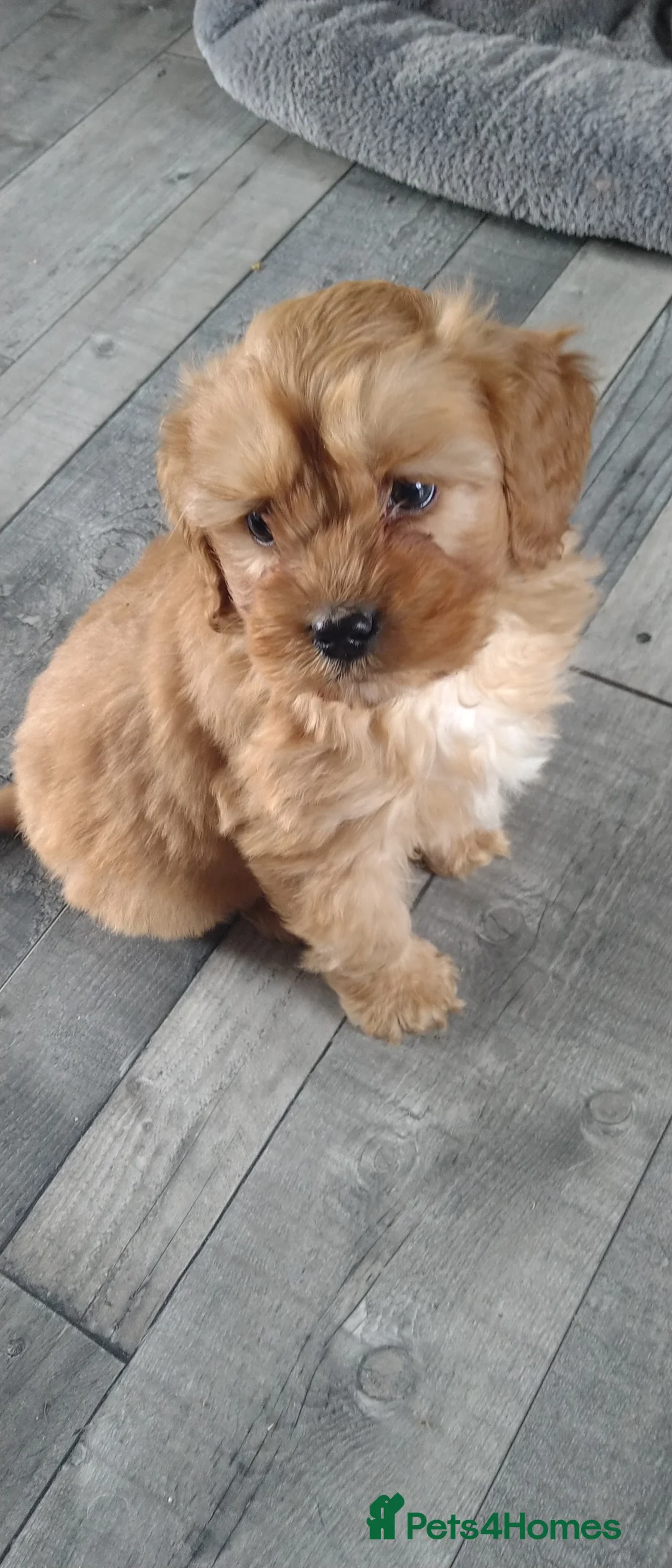 Cockapoo dogs for sale: F1B Cockapoo puppies - Advert 11