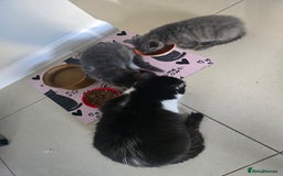 Mixed Breed cats for sale: Beautiful boy - Image 4