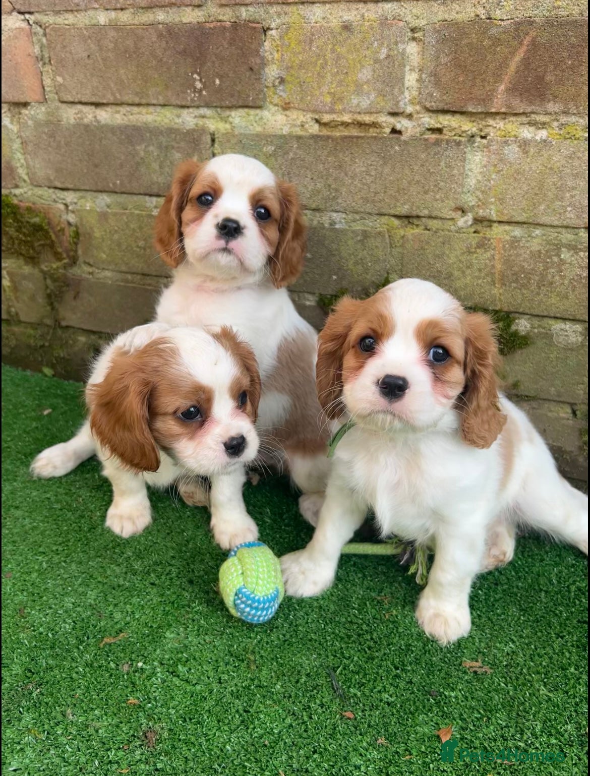 Cavalier King Charles Spaniel dogs 3 boys left ready Monday 2nd ❤️ - Advert 1