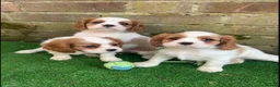 Cavalier King Charles Spaniel dogs for sale: 2 boys left ready to go now ❤️ - Advert 10