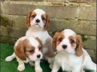 Cavalier King Charles Spaniel dogs 3 boys left ready Monday 2nd ❤️ - Advert 1
