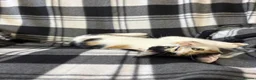 Mixed Breed cats for sale: 5 Gorgeous Kittens - Advert 30