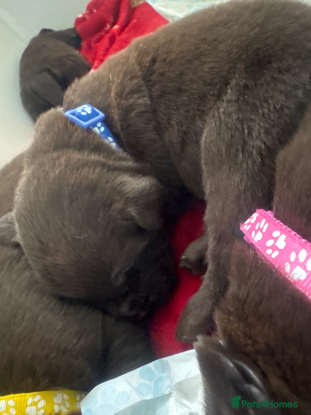 Labrador Retriever dogs for sale: 5 Stars 🌟 Chocolate Labradors  🌟  - Image 32