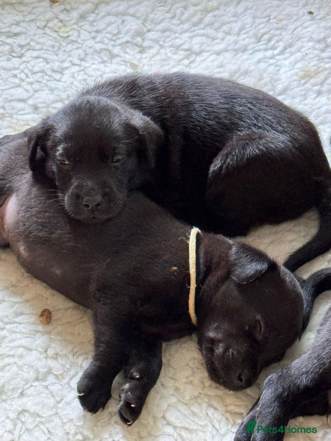 Labrador Retriever dogs for sale: Gorgeous Pure Black Labrador Puppies. KC Reg. - Image 4