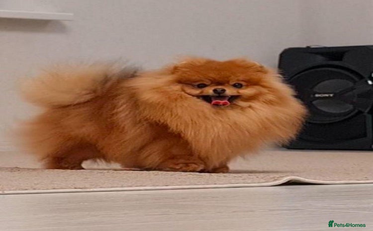 Pomeranian dogs - Advert 1
