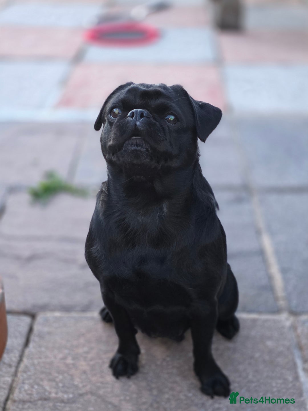 Pug dogs for sale: KC Pug puppies 4 girls 3 boys - Image 5