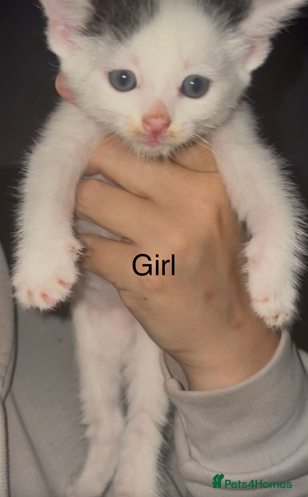 Mixed Breed cats for sale: Beautiful Kittens For Sale  - Advert 9