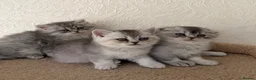 Scottish Fold cats for sale: Adorable Scottish Fold Kittens  - Advert 21