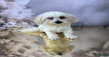 Maltipoo dogs - Advert 7