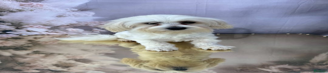 Maltipoo boy