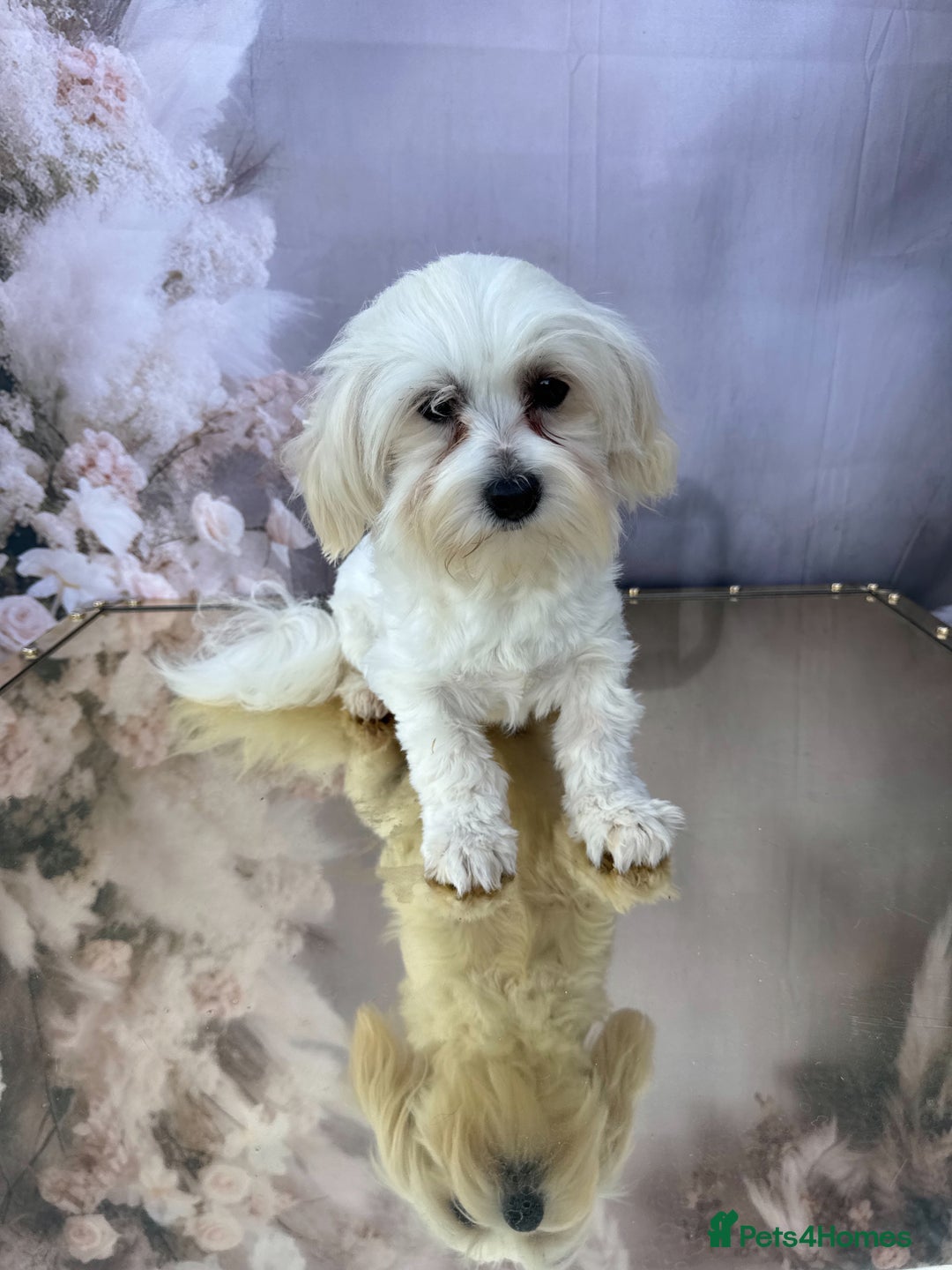 Maltipoo dogs for sale: Maltichon - Image 3