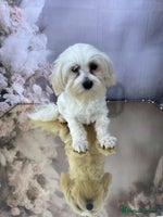 Maltipoo dogs - Advert 5