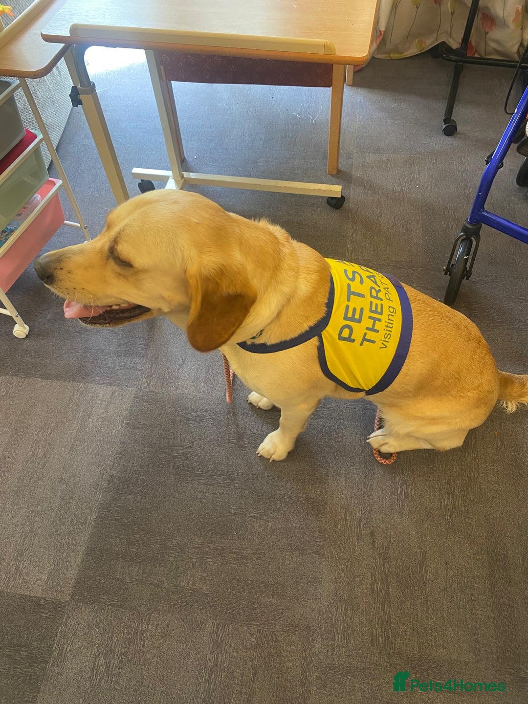 Labrador Retriever dogs for sale: Family-Raised Labrador Pups from Therapy Dog Mum - Image 4