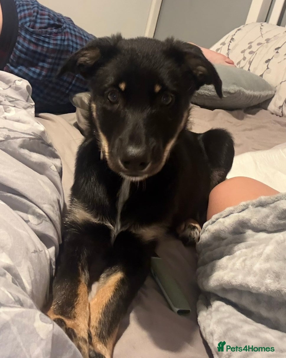 Mixed Breed dogs for sale: Bruno  in Abertillery - Advert 2