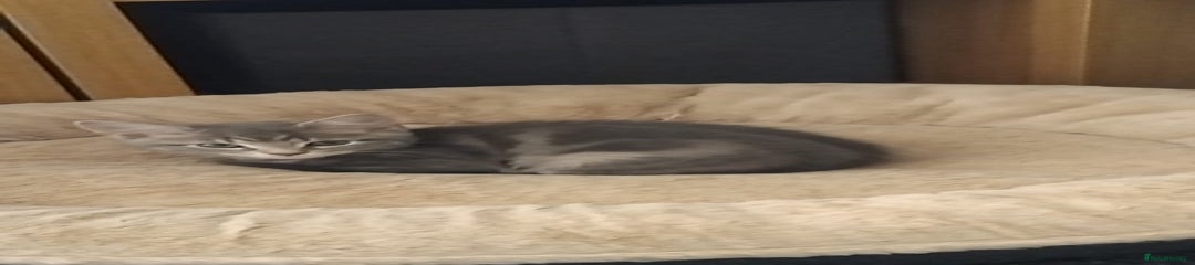 Grey British Shorthair Kitten