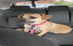 Mixed Breed dogs for sale: Owner passed away  - Image 4