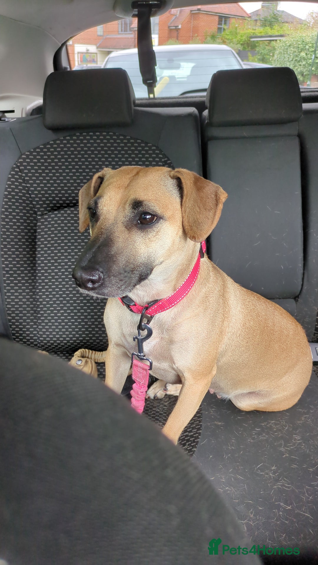 Mixed Breed dogs for sale: Owner passed away  - Image 4