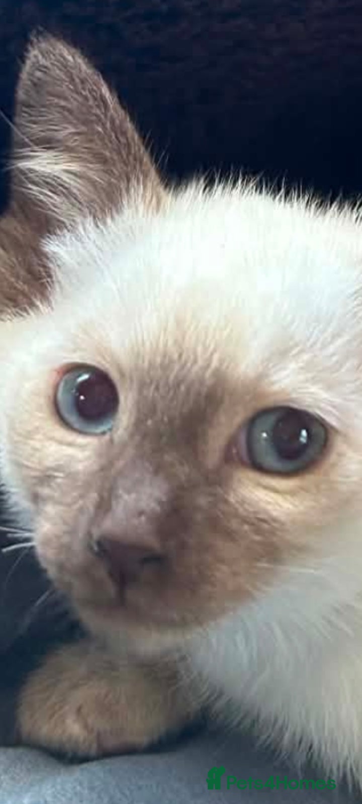 Siamese cats Siamese kittens traditional  ready now  - Advert 1