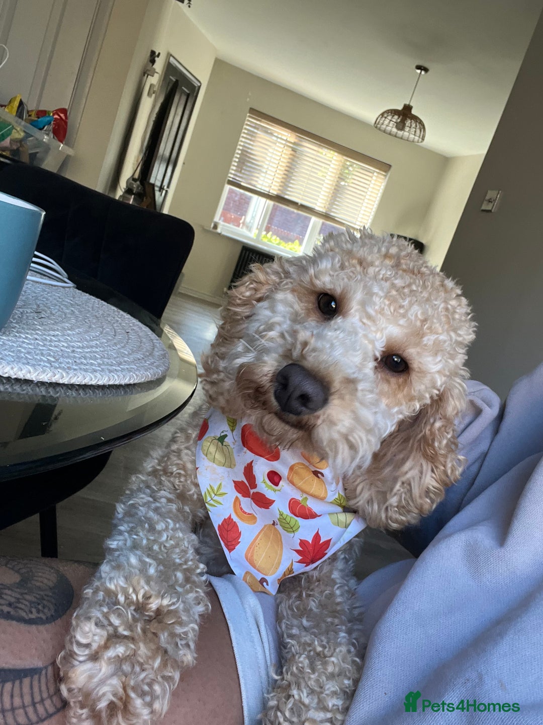 Cockapoo dogs for sale: Poppy - Image 3