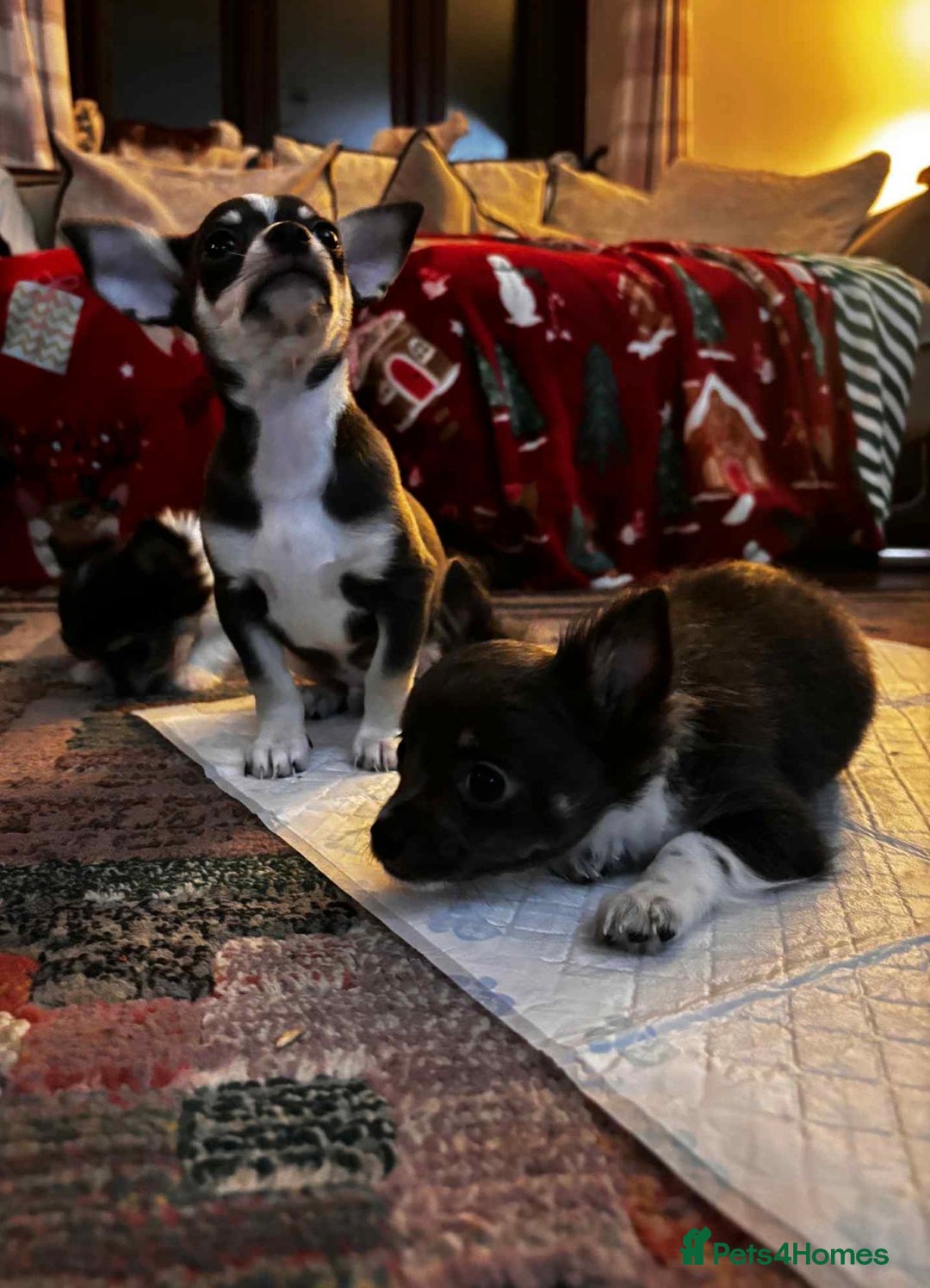 Chihuahua dogs for sale: Beautiful Chihuahua Pups For Sale. - Advert 7