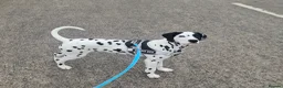 Dalmatian dogs for sale: 4 female Dalmatian puppies in Hull - Advert 1